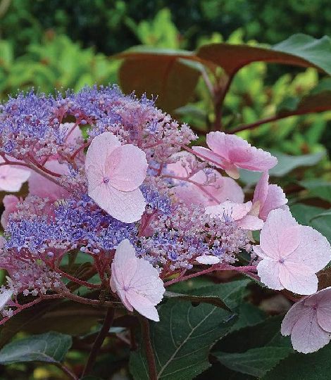Hydrangea aspera Hot Chocolate